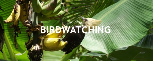 saber o que é birdwatching